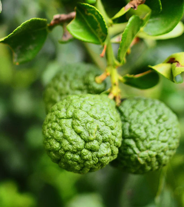 Bond No.9 Lafayette Street