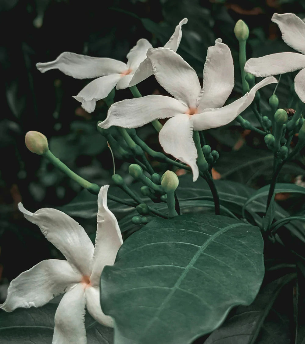 Bond No.9 TriBeCa 100ml